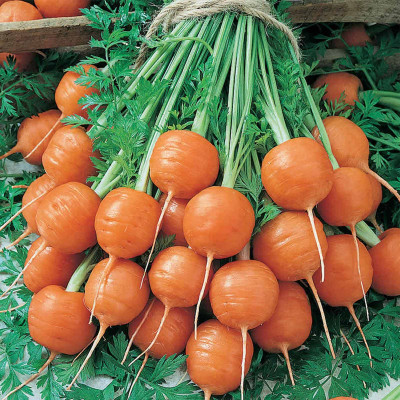 PETALFLEUR Carrot/gajar Seed(50 per packet)