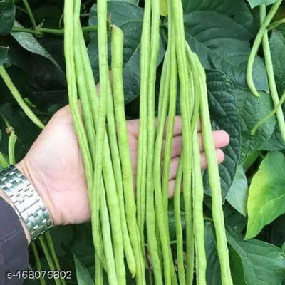 SEMINA VITA ™ Long Yard Bean/Barbati/Bargudi Vegetable Seeds Seed Seed(31 per packet)