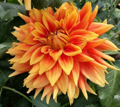 CYBEXIS VXI-2 - Rare Orange Dahlia Pompon Flower - (540 Seeds) Seed(540 per packet)