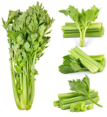 CYBEXIS Celery Seeds for Gardening Planting2800 Seeds Seed(2800 per packet)
