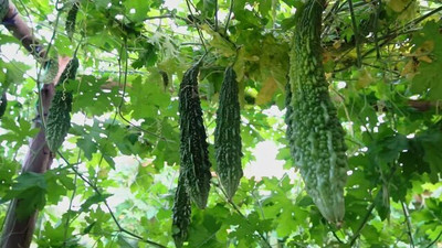 Oliver F1 BEST QUALITY BITTER GOURD SEEDS Seed(18 per packet)