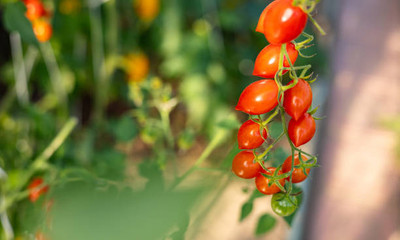 Kingdom tomato Seed(85 per packet)