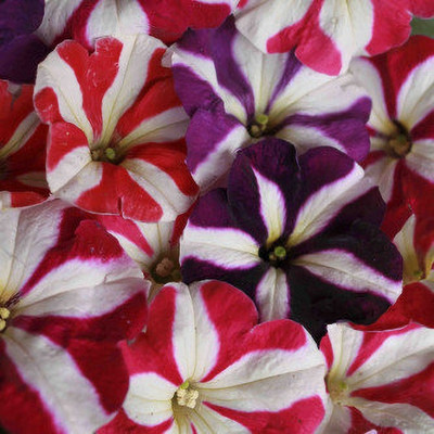 ashokavanam Petunia NC Stars Mix Seed(50 per packet)