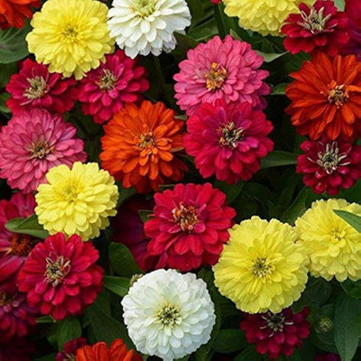 LIFELEX Zinnia Liliput Mixed Colour Seed(22 per packet)