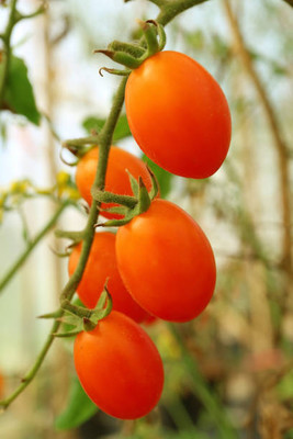 STARKC tomato Seed(30 per packet)