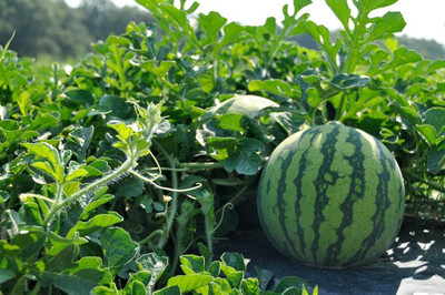 BJUBAS Watermelon Seeds pack of 27 Seed(27 per packet)