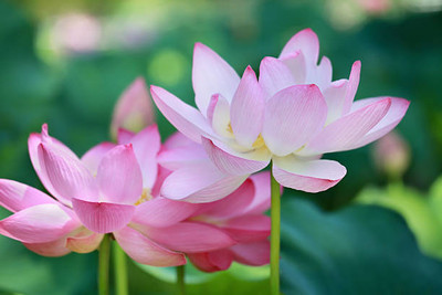 jenric lotus,kamal gatta Seed(14 per packet)