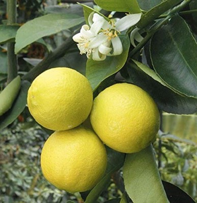 AloGardening ™ Giant Mosambi/Mausambi/Sweet Lemon Fruit Plant Seeds Seed(40 per packet)