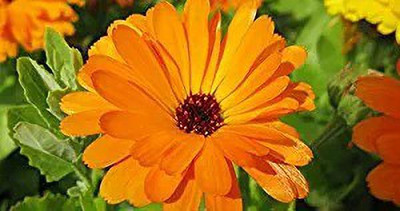 MAA Calendula Seed(36 per packet)