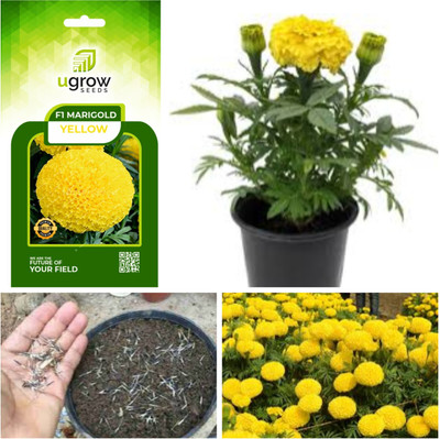 fixeded RED FRENCH MARIGOLD Seed(40 per packet)