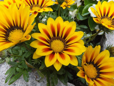 Aywal Mixed Gazania Flower Seed(60 per packet)