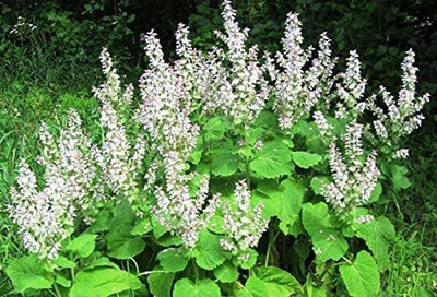 VibeX XLL-35 - Clary Sage - (1350 Seeds) Seed(1350 per packet)