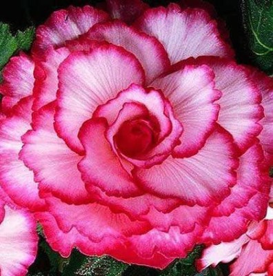 VibeX TLX-58 - Red & White Picotee Begonia - (270 Seeds) Seed(270 per packet)