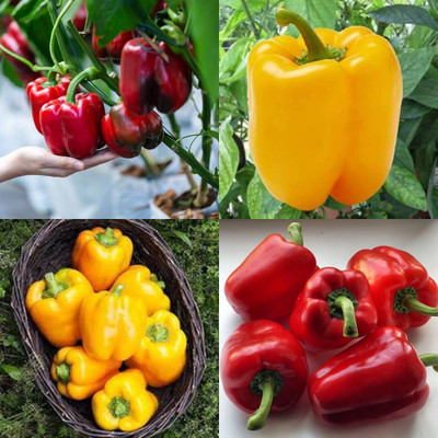 ibains Hybrid capsicum red vegetable seed shimla mirchi pack of 70 Seed(70 per packet)