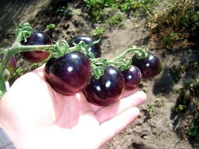 KNESSiN Indigo Rose Purple/Blue Tomato Non-GMO High Anthocyanin[400 Seeds] Seed(400 per packet)