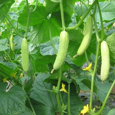 CYBEXIS Garden Plant White Cucumber Seeds Cucumis Sativus 2000 Seeds Seed(2000 per packet)