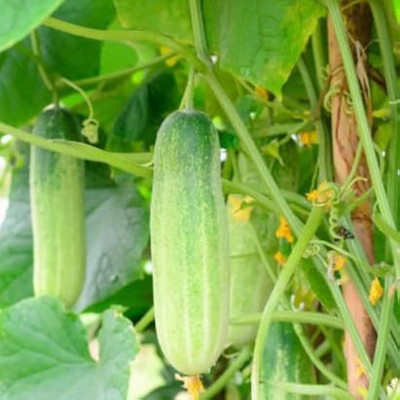 ibains Cucumber plant seeds small pack Seed(134 per packet)