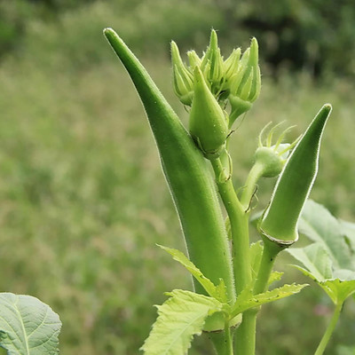 KNESSiN Okra Seed(1250 per packet)