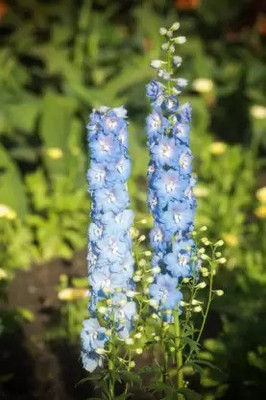 MAA Delphinium Seed(185 per packet)