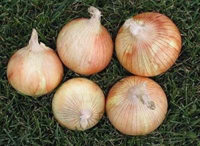 Qualtivate HUA-8A Riverside Sweet Spanish Onion Seeds Seed(500 per packet)