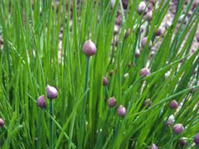 CYBEXIS TLX-92 - Chives - (2250 Seeds) Seed(2250 per packet)