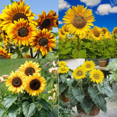 ibains Sunflower seeds for planting bij 11 Seed(11 per packet)