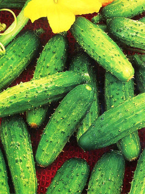 Qualtivate HUA-3A Cucumber Bush Type Pickling Heirloom Seed(300 per packet)