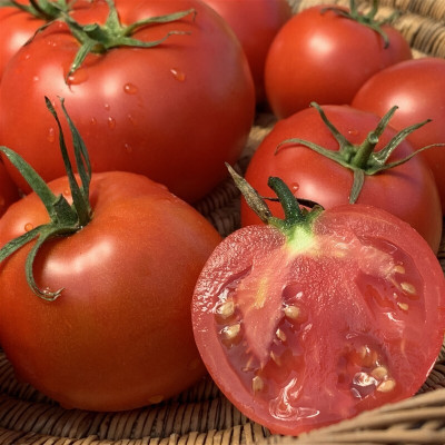 Quentova Tomato-XIL-8P Seed(250 per packet)