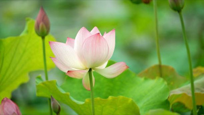 SSG lotus,kamal gatta Seed(11 per packet)