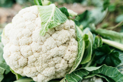 ginnienterpris white cauliflower,gobhee seeds Seed(15 per packet)