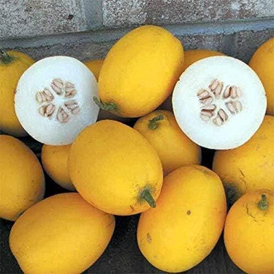 Qualtivate RES-3A Yellow Musk Melon Seed(200 per packet)