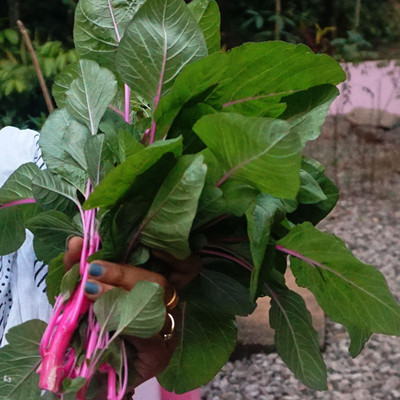 URRO Amaranthus Seed(500 per packet)