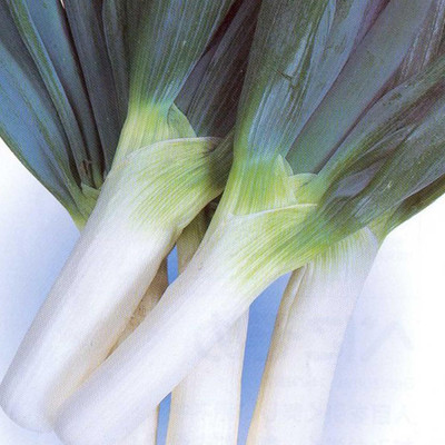 Qualtivate PUAS-3A Onion - Bunching - Shimonita Negi Seed(500 per packet)