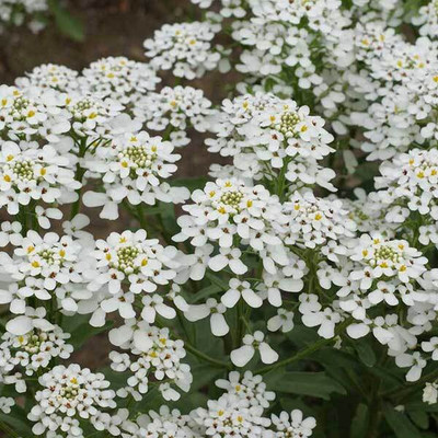 CEZIUS IBERIS amara - CANDYTUFT Seed(100 per packet)