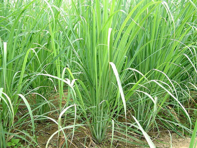 VibeX ® RXI-77 Caribbean fever grass/Lemon Grass Seed(500 per packet)