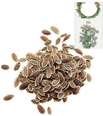 CYBEXIS Organic Herb Seeds-Dill700 Seeds Seed(700 per packet)