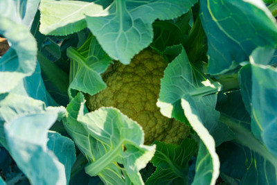 NaturePlanet white cauliflower,gobhee seeds Seed(10 per packet)
