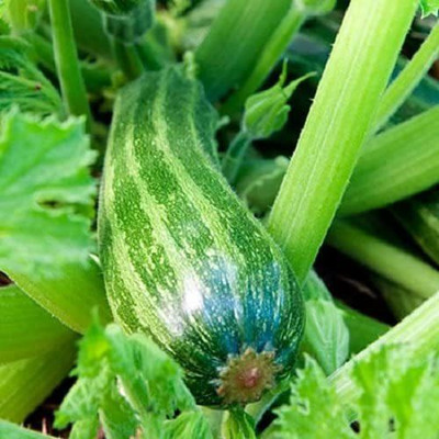 WILLVINE VXI-429 COCOZELLE SQUASH Italian Zucchini Seed(100 per packet)