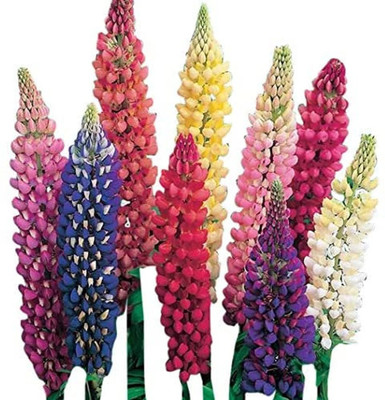 Quentova Russell Lupine Wildflower-US-11G Seed(100 per packet)