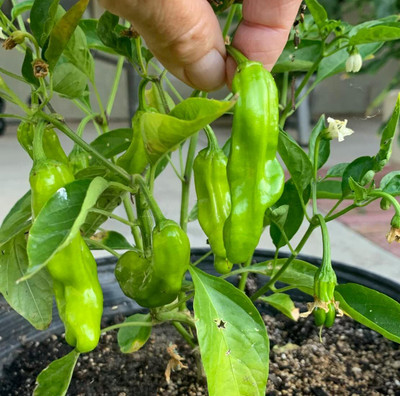 Biosnyg Shishito Sweet Pepper Seeds for Terrace Gardening-(2000 Seeds) Seed(2000 per packet)