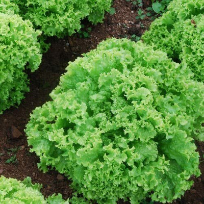CYBEXIS F1 Lettuce seeds LOLLO BIONDA old Italian heritage variety4000 Seeds Seed(4000 per packet)
