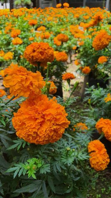 ALPINE HYBRIDE SEEDS marigold/gende ka phool flower seeds Seed(50 per packet)