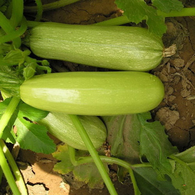 CYBEXIS Heirloom Pumpkin Pepo Seeds400 Seeds Seed(400 per packet)
