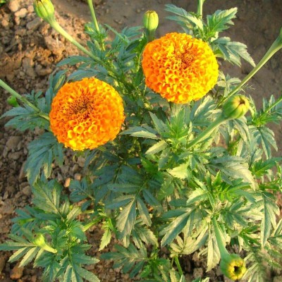 TRICONE Hybrid Orange Marigold Genda Flower Seeds 100 Beej M50 Seed(100 per packet)