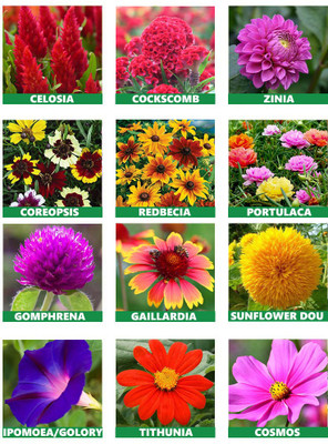 abiswas Summer Blooms Collection-10 Variety Flower Seeds Combo Pack for Gardens Seed(1300 per packet)