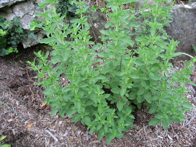 CYBEXIS HUA-31 - Italian Oregano - (1350 Seeds) Seed(1350 per packet)