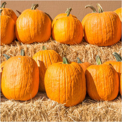 WILLVINE pumpkin Seed(2500 per packet)