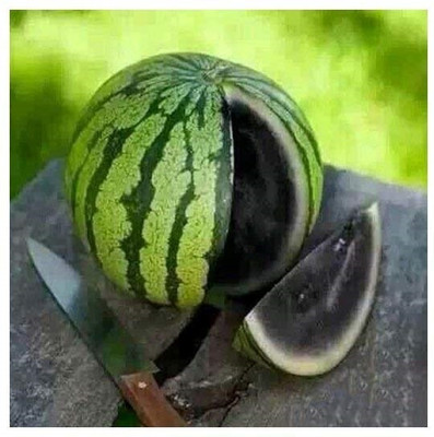KNESSiN Maroon Dwarf Potted Fruit Watermelon[100 Seeds] Seed(100 per packet)