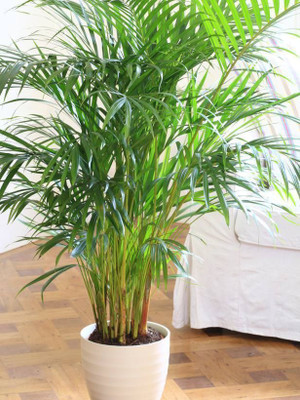 Jignishaseeds Areca Palm Seeds For Planting - Free Seedling Box Seed(5 per packet)