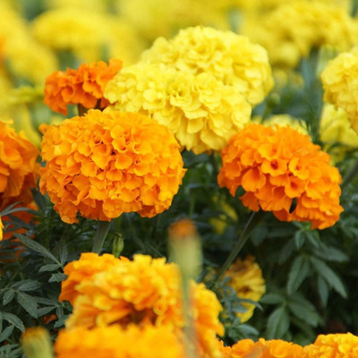 VibeX ® VXI-421 Cracker Jack Marigold Seeds Seed(500 per packet)